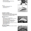 Kawasaki Vulcan S ABS Service and Repair Manual - Image 7